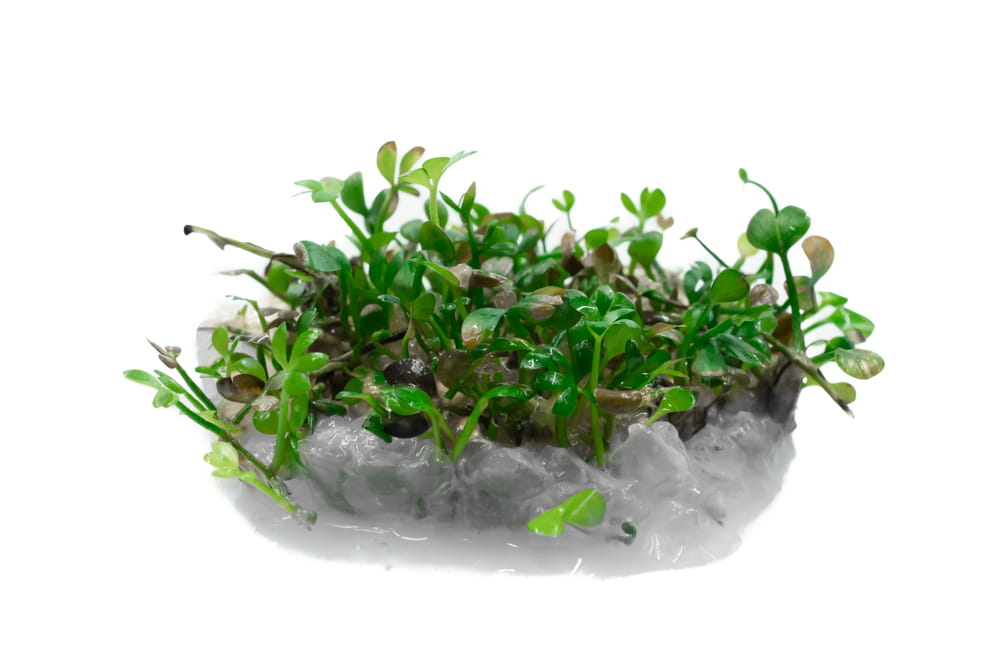 Marsilea Crenata in vitro kubek 10 cm